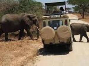 Elephants Serengeti National park