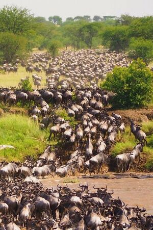 This Serengeti National Park.