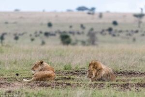 Lions In Central Serengeti 