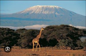 the foots of Mt Kilimanjaro