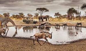 wildlife at Serengeti NP
