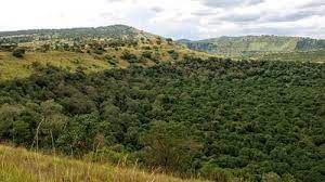 Maramagambo forest in Uganda