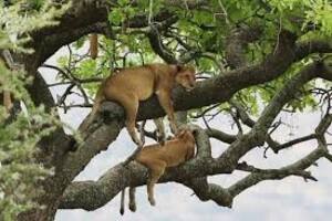 lions at  at tree chill in ishasha 