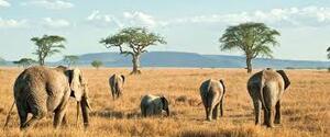 Central Serengeti Park