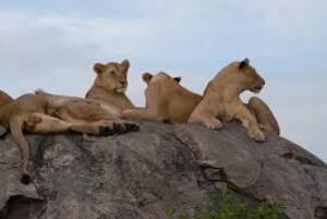 lions in central serengeti