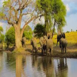 Elephants in Tarangire national par