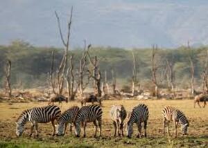 zebras at Lake Manyara NP,
