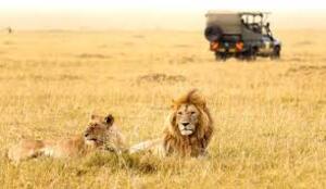 Central Serengeti Park