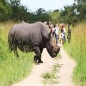 a Rhino at Ziwa Rhino Sanctuary,
