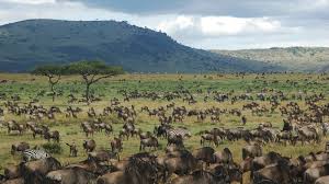 magical wildlife at great serengeti